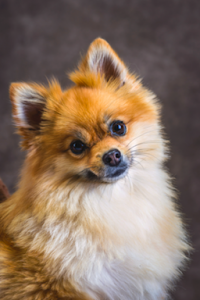 Minnie - Emotional Support Dog