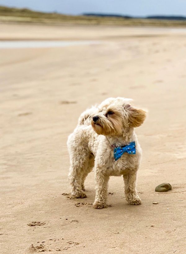 Lord Paco of Beadnell