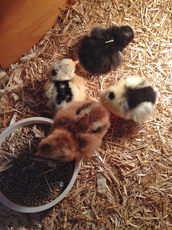 Sunny, Storm, Cloud & Thunder